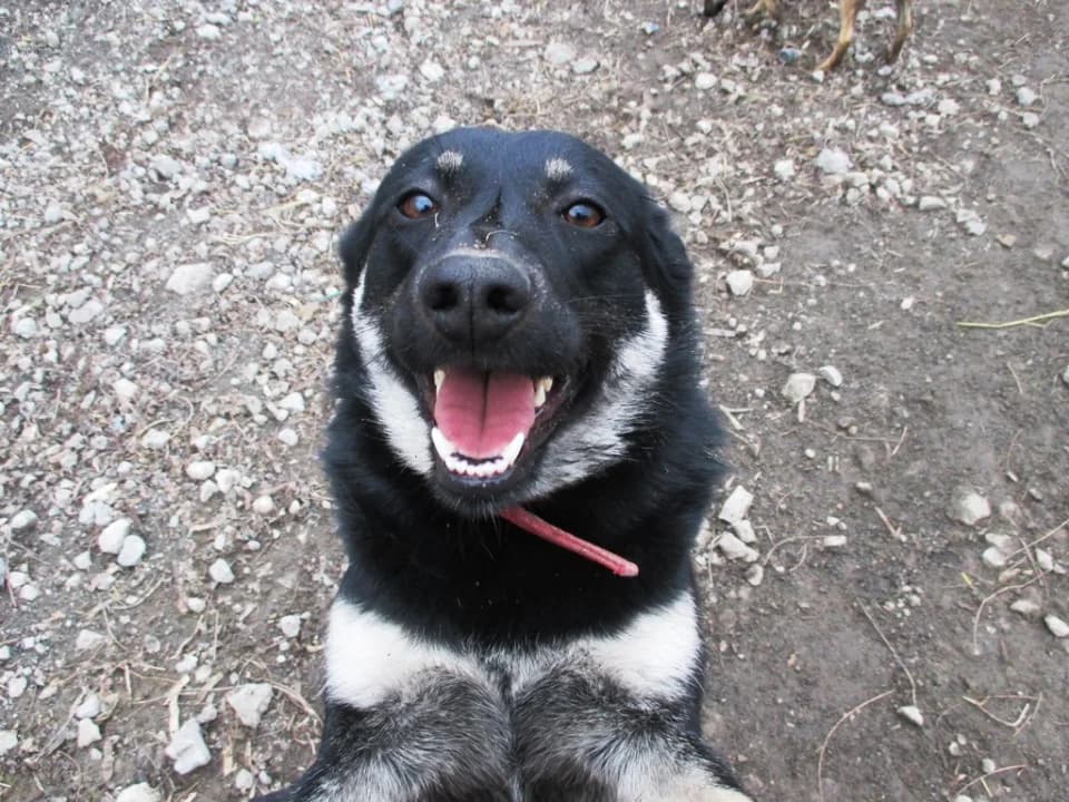 Rada — predannyy drug i okhrannik ishtet dom (Рада — преданный друг и охранник ищет дом), Mixed Breed for adoption at Верность (Vernost)