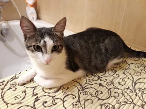 Tishka — ochen laskovyy, nezhnyy, kotik (Тишка — очень ласковый, нежный, котик), Mixed Breed for adoption at Верность (Vernost)