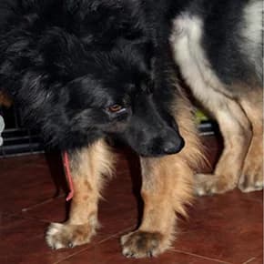 Blek, ovcharka-podmashinnik s Teshtinogo yazyka (Блек, овчарка-подмашинник с Тещиного языка), Mixed Breed for adoption at Верность (Vernost)