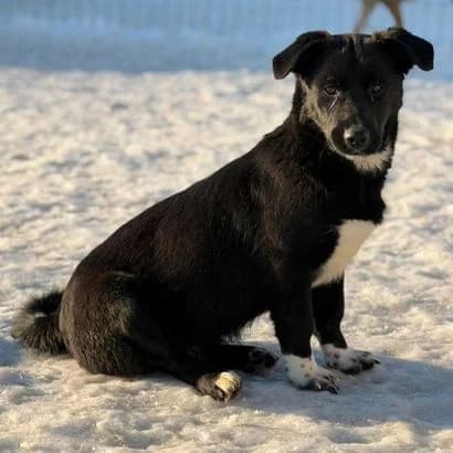 Fanya (Фаня), Mixed Breed for adoption at Центр Контролю За Тваринами Виноградів