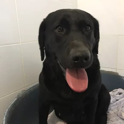 Dori (Дорі), Mixed Breed for adoption at Центр Контролю За Тваринами Виноградів