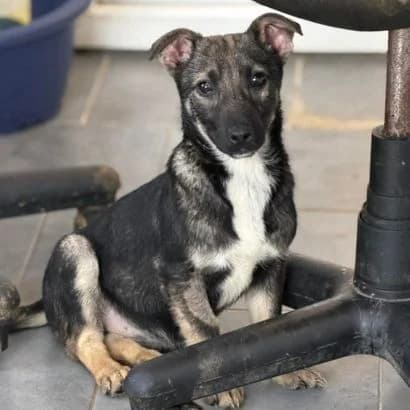 Galya (Галя), Mixed Breed for adoption at Центр Контролю За Тваринами Виноградів