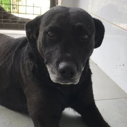 Samira (Саміра), Mixed Breed for adoption at Центр Контролю За Тваринами Виноградів