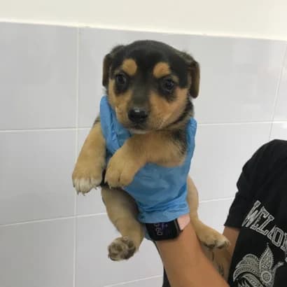 Laym (Лайм), Mixed Breed for adoption at Центр Контролю За Тваринами Виноградів