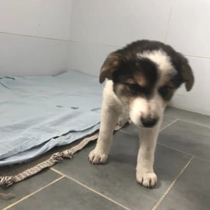 Vilya (Віля), Mixed Breed for adoption at Центр Контролю За Тваринами Виноградів