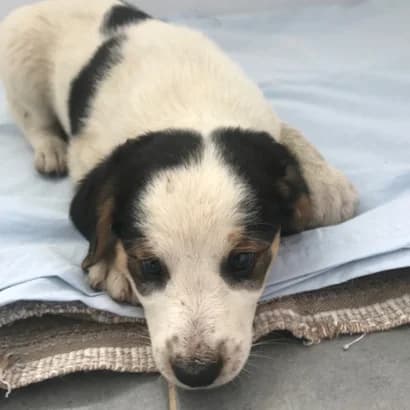 Valya (Валя), Mixed Breed for adoption at Центр Контролю За Тваринами Виноградів