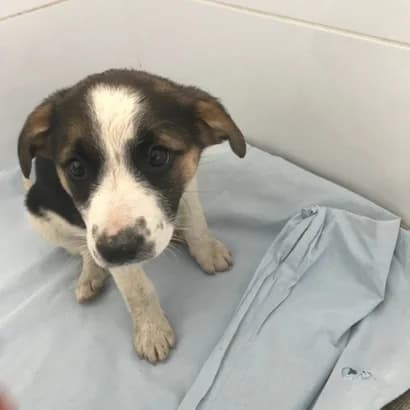 Volya (Воля), Mixed Breed for adoption at Центр Контролю За Тваринами Виноградів