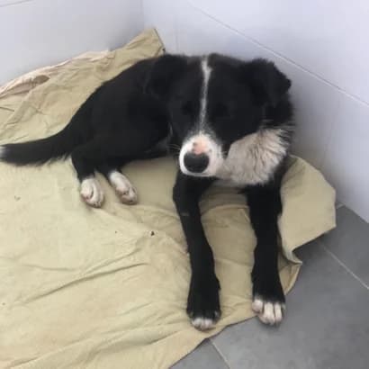 Tim (Тім), Mixed Breed for adoption at Центр Контролю За Тваринами Виноградів