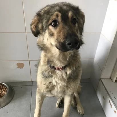 Mityay (Мітяй), Mixed Breed for adoption at Центр Контролю За Тваринами Виноградів