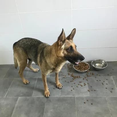 Margo (Марго), Mixed Breed for adoption at Центр Контролю За Тваринами Виноградів