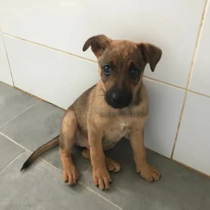 Milya (Міля), Mixed Breed for adoption at Центр Контролю За Тваринами Виноградів