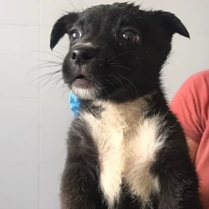 Pako (Пако), Mixed Breed for adoption at Центр Контролю За Тваринами Виноградів