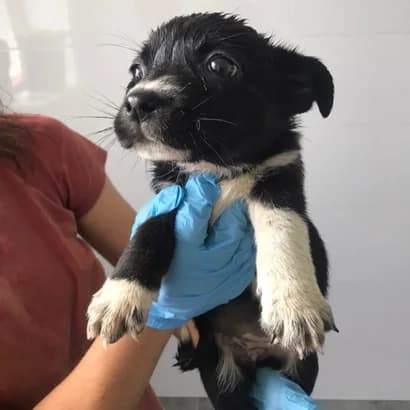 Pika (Піка), Mixed Breed for adoption at Центр Контролю За Тваринами Виноградів