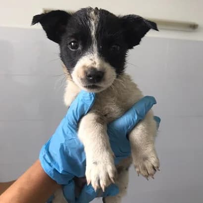 Pati (Паті), Mixed Breed for adoption at Центр Контролю За Тваринами Виноградів