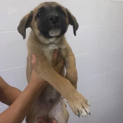 Yen (Єн), Mixed Breed for adoption at Центр Контролю За Тваринами Виноградів
