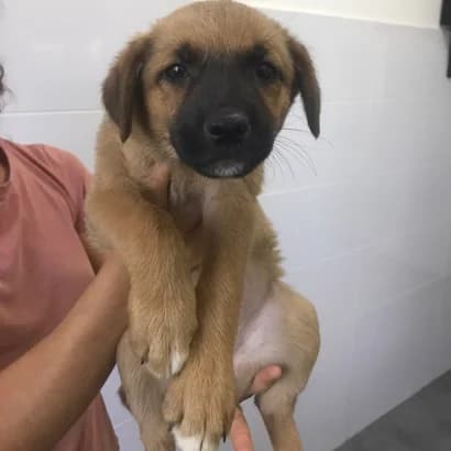 Yelya (Єля), Mixed Breed for adoption at Центр Контролю За Тваринами Виноградів