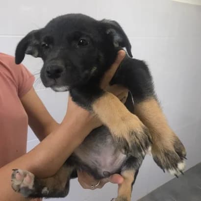Yenni (Єнні), Mixed Breed for adoption at Центр Контролю За Тваринами Виноградів