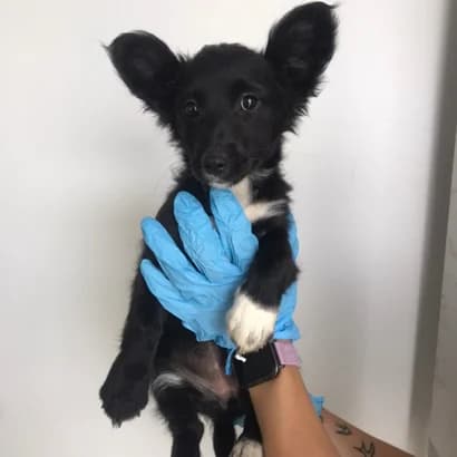 Aysa (Айса), Mixed Breed for adoption at Центр Контролю За Тваринами Виноградів