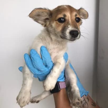 Aysi (Айсі), Mixed Breed for adoption at Центр Контролю За Тваринами Виноградів