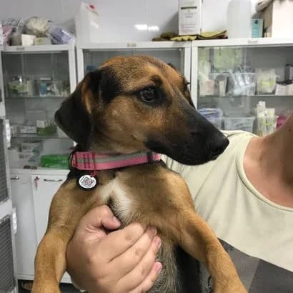 Bambi (Бамбі), Mixed Breed for adoption at Центр Контролю За Тваринами Виноградів