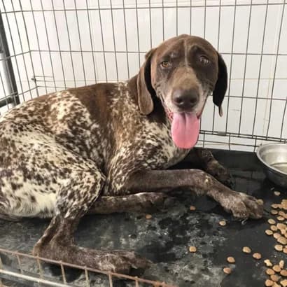 Aksel (Аксель), Mixed Breed for adoption at Центр Контролю За Тваринами Виноградів