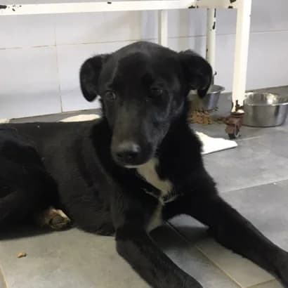 Bleki (Блекі), Mixed Breed for adoption at Центр Контролю За Тваринами Виноградів