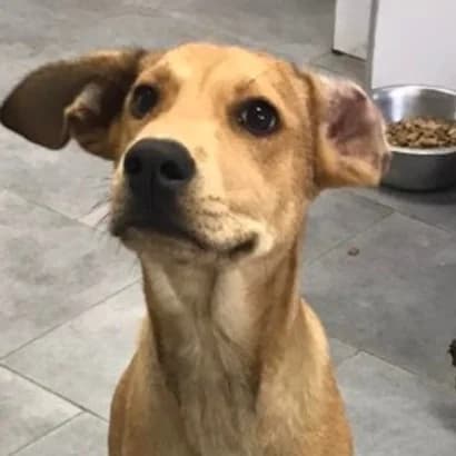 Buch (Буч), Mixed Breed for adoption at Центр Контролю За Тваринами Виноградів