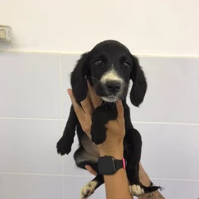Bayli (Байлі), Mixed Breed for adoption at Центр Контролю За Тваринами Виноградів
