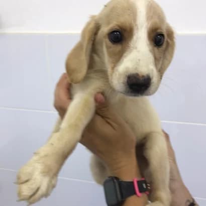 Bayra (Байра), Mixed Breed for adoption at Центр Контролю За Тваринами Виноградів