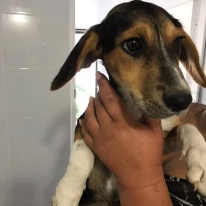 Vika (Віка), Mixed Breed for adoption at Центр Контролю За Тваринами Виноградів