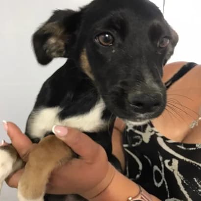Viya (Вія), Mixed Breed for adoption at Центр Контролю За Тваринами Виноградів