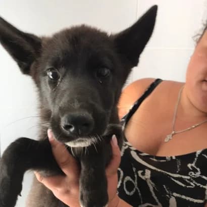 Nadya (Надя), Mixed Breed for adoption at Центр Контролю За Тваринами Виноградів