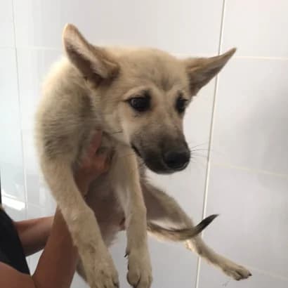 Nensi (Ненсі), Mixed Breed for adoption at Центр Контролю За Тваринами Виноградів