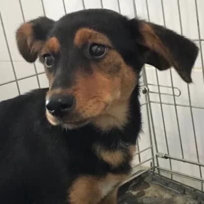 Tsesta (Цеста), Mixed Breed for adoption at Центр Контролю За Тваринами Виноградів