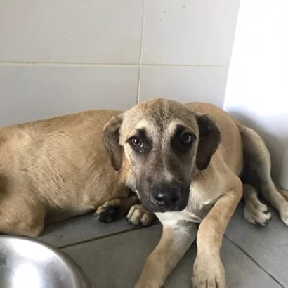 Ksena (Ксена), Mixed Breed for adoption at Центр Контролю За Тваринами Виноградів