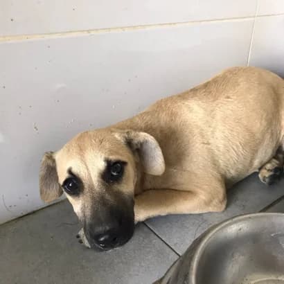 Ksanya (Ксаня), Mixed Breed for adoption at Центр Контролю За Тваринами Виноградів