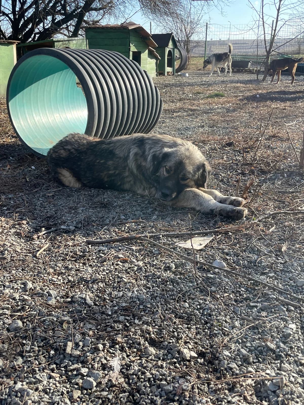 Rocky, male Mixed Breed for adoption at Prishtina Dog Shelter, Prishtina