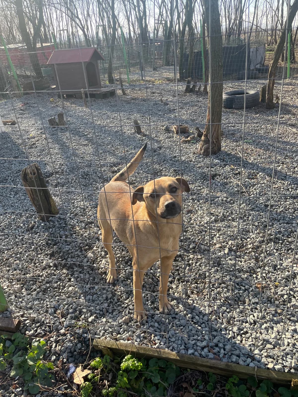 Lion, male Mixed Breed for adoption at Prishtina Dog Shelter, Prishtina