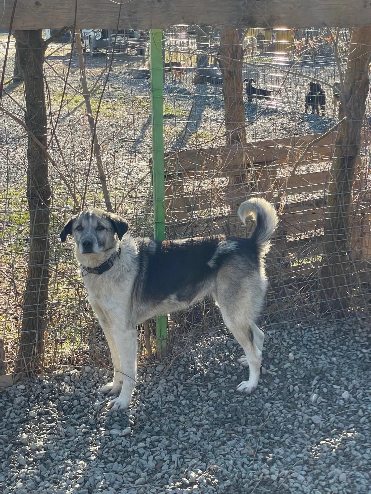 Siera, female young Mixed Breed for adoption at Prishtina Dog Shelter, Prishtina