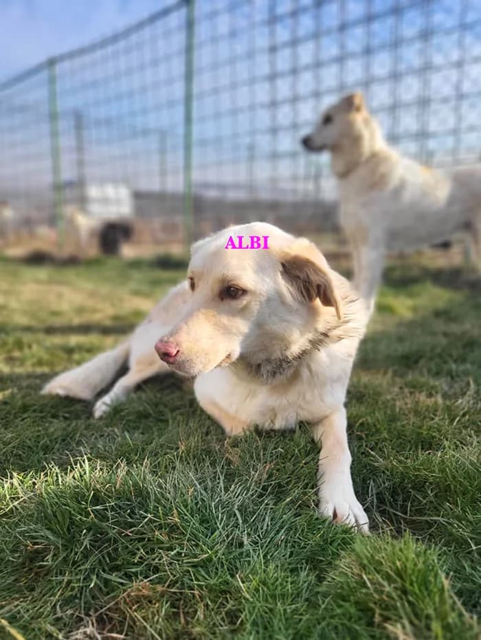 Albi, Mixed Breed for adoption at StrayCoCo Foundation, Gjakova/Mitrovica/Vushtrri/Drenas