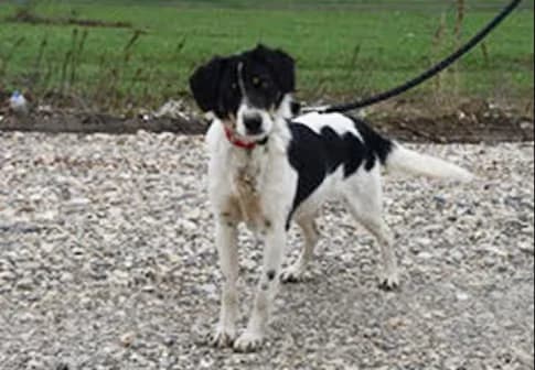 Nella, Mixed Breed for adoption at StrayCoCo Foundation, Gjakova/Mitrovica/Vushtrri/Drenas