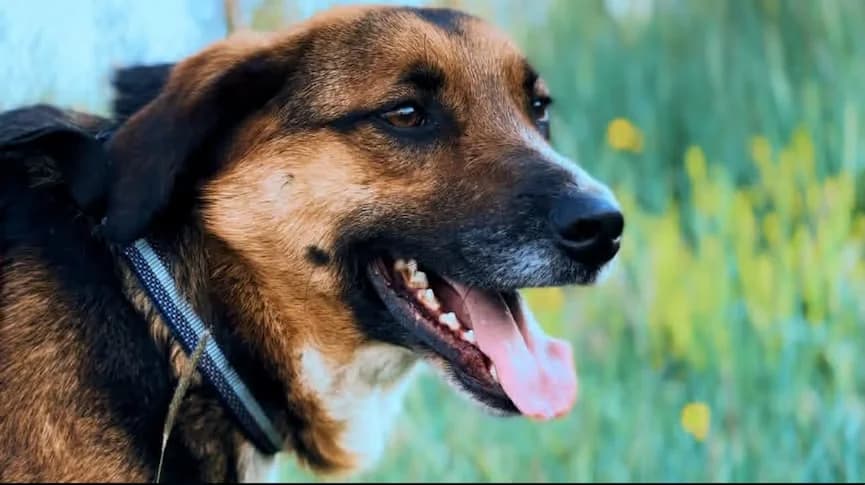 Angelo, Mixed Breed for adoption at StrayCoCo Foundation, Gjakova/Mitrovica/Vushtrri/Drenas