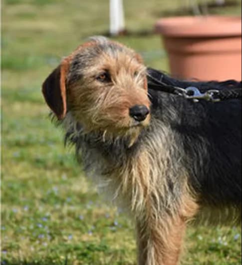 Delta, Mixed Breed for adoption at StrayCoCo Foundation, Gjakova/Mitrovica/Vushtrri/Drenas