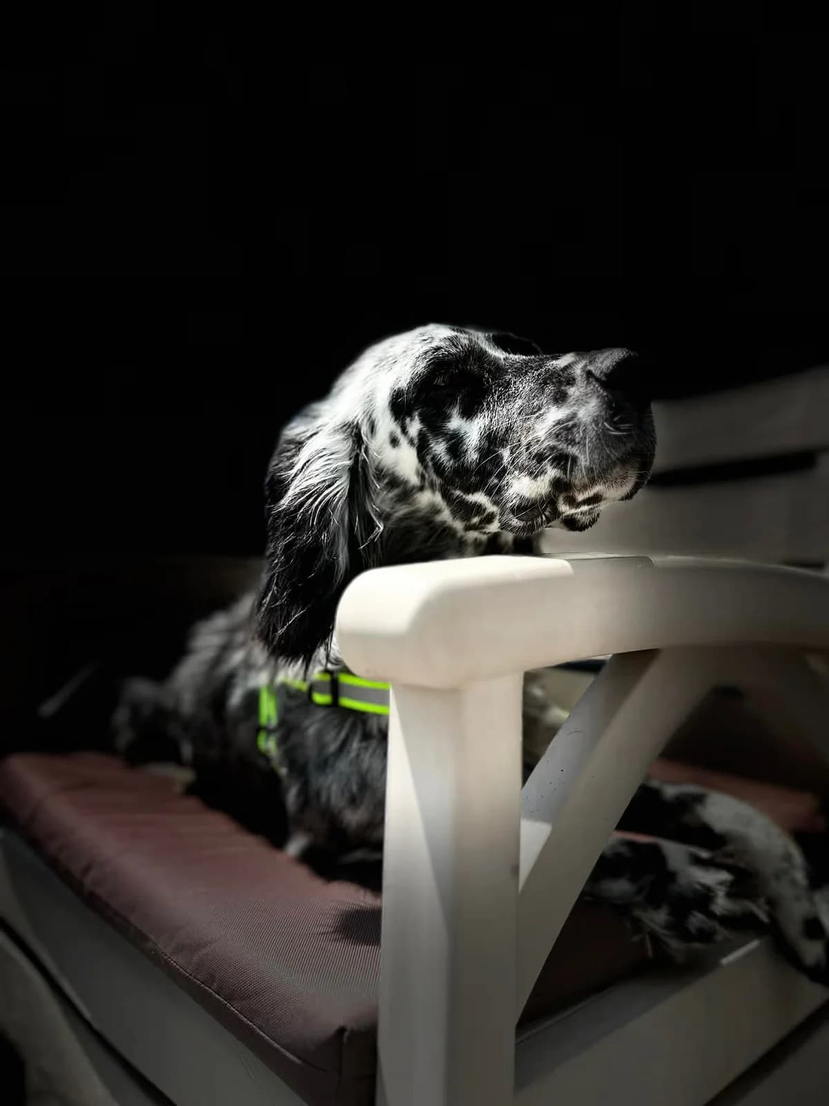 Hündin Panda, Mixed Breed for adoption at StrayCoCo Foundation, Gjakova/Mitrovica/Vushtrri/Drenas