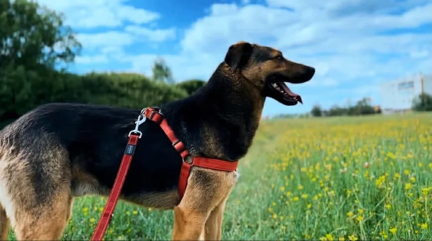 Mali, Mixed Breed for adoption at StrayCoCo Foundation, Gjakova/Mitrovica/Vushtrri/Drenas