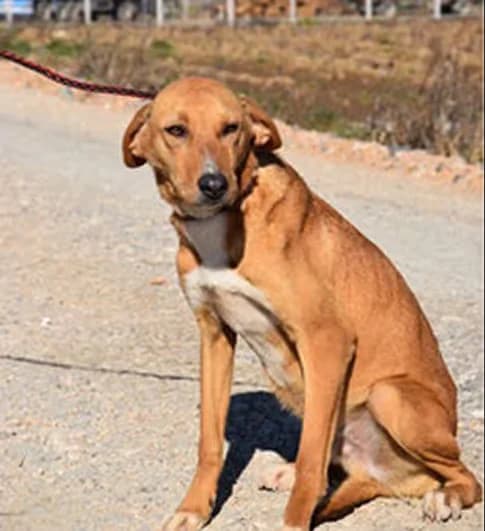 Max, Mixed Breed for adoption at StrayCoCo Foundation, Gjakova/Mitrovica/Vushtrri/Drenas