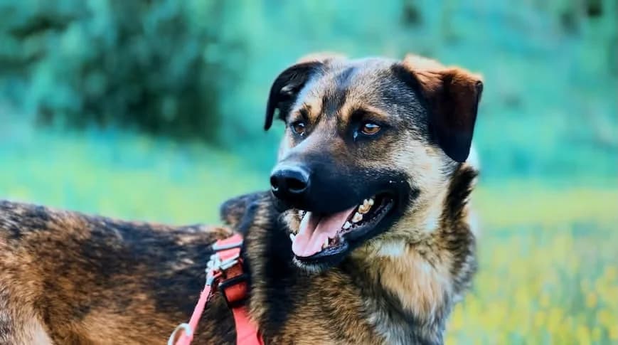 Maxi, Mixed Breed for adoption at StrayCoCo Foundation, Gjakova/Mitrovica/Vushtrri/Drenas