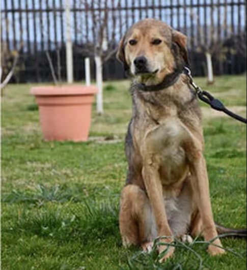 Tara, Mixed Breed for adoption at StrayCoCo Foundation, Gjakova/Mitrovica/Vushtrri/Drenas