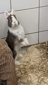 Bigfoot, Dracula & Nessi, male mixed breed for adoption at Tierheim Regensburg, Regensburg