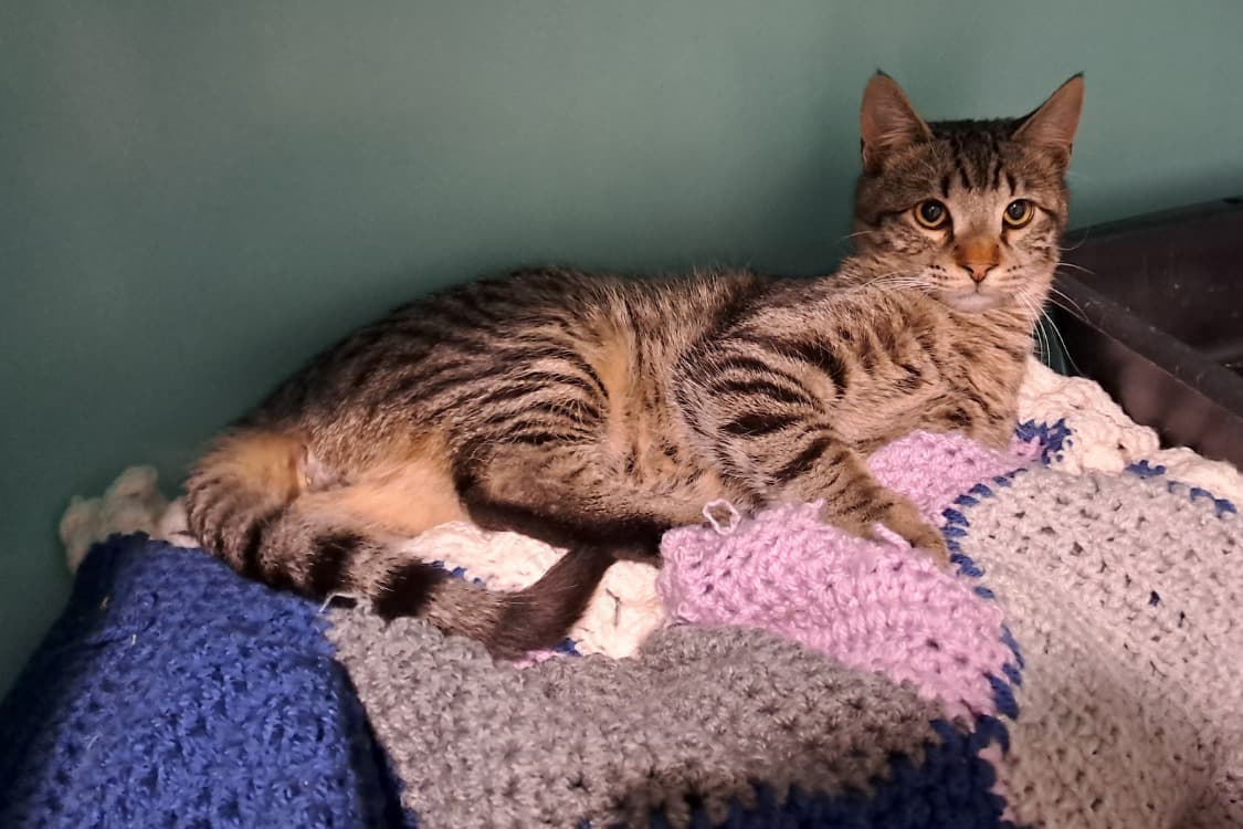 Lucky (en cours d'adoption)